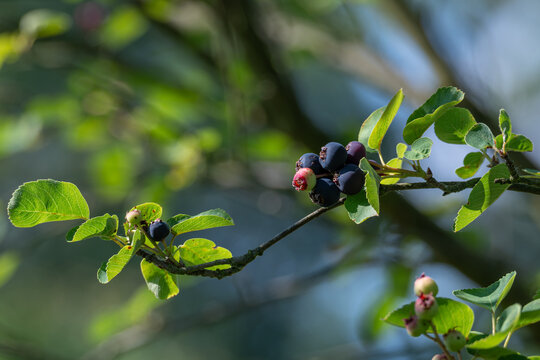 Ripe serviceberry fruit on a branch with green leaves.