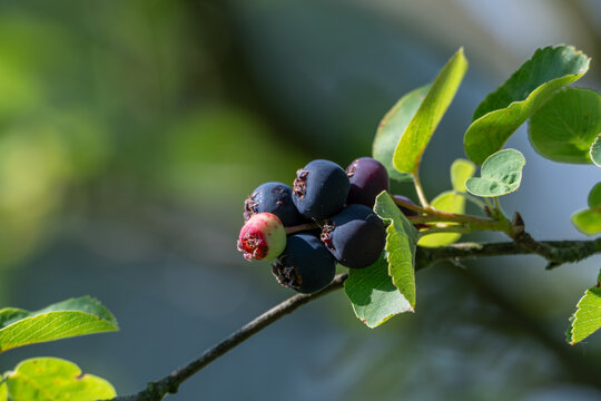 Ripe serviceberry fruit on a branch with green leaves.