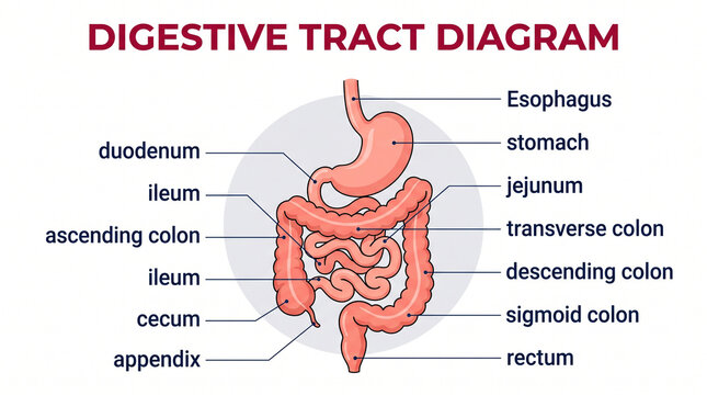 Digestive tract diagram showing human internal organs including esophagus, stomach, small intestine, and large intestine isolated on white background