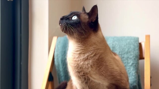 cat sitting on chair indoors curiously looking up and watching with tail wagging