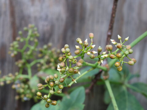 Developing Flower Buds on Green Garden Plant