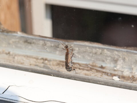 Red Ant Carrying Dead Fly on Window Surface