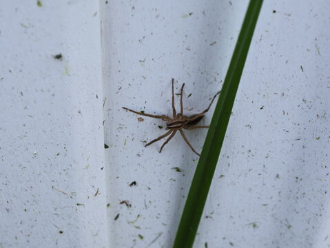 Rabid Wolf Spider Resting on White Surface