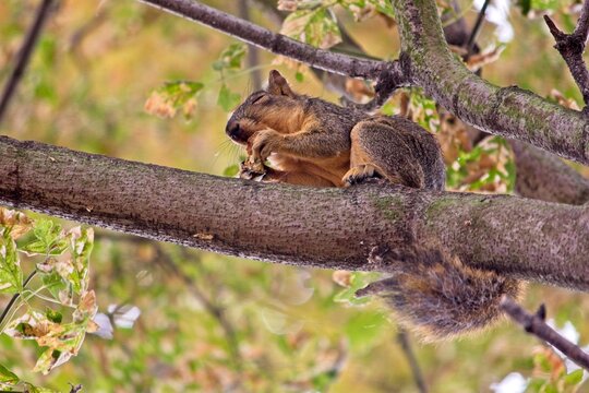 A squirrel eating a nut in a tree