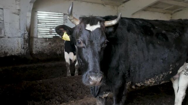 A black horned cow with a yellow ear tag stands inside a dimly lit rustic farm barn while looking around.