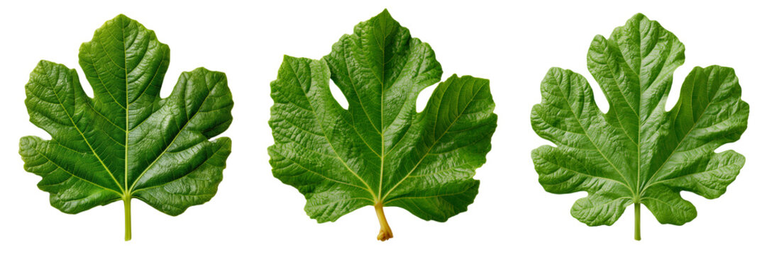 Three vibrant green fig leaves with detailed veins and textured surfaces isolated on a transparent background