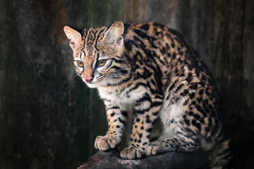Obraz premium Oncilla (Leopardus tigrinus) - Central and South American spotted wild cat