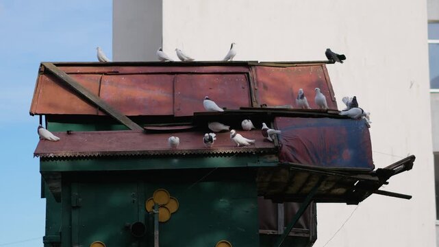 A flock of white domestic pigeons perches and rests on the rusty roof of a green wooden dovecote outdoors.