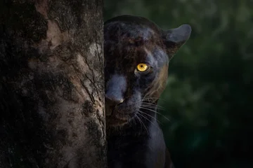 Fototapete Panther Black Jaguar (Panthera onca) - Melanistic Feline  © Deep Chandegara