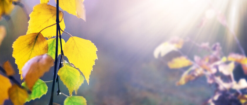Autumn yellow birch leaves illuminated by bright sunlight against blurred purple background