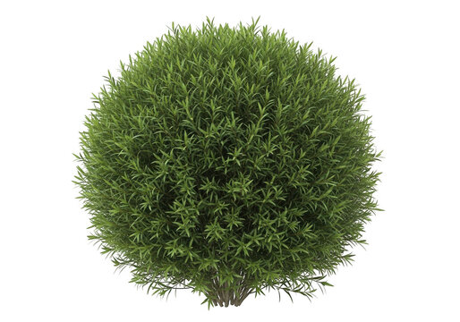 Round green shrub bush isolated on transparent background