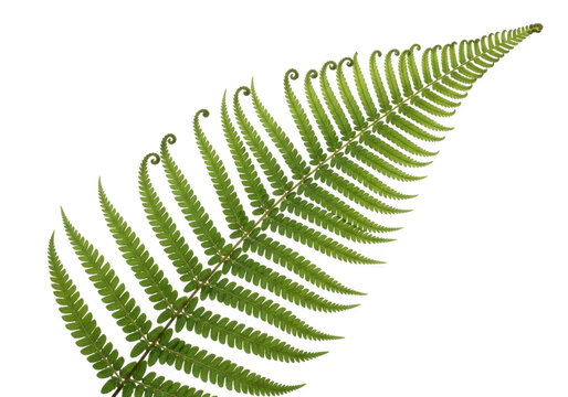 Single green fern leaf frond isolated on transparent background