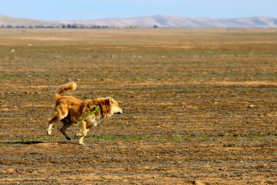 Perro corriendo en un campo &aacute;rido en barbecho al sur de Am&aacute;n, Jordania, Oriente Medio