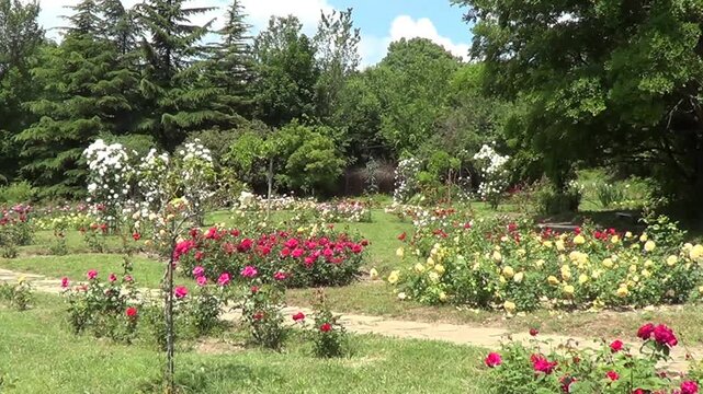 Rose garden in University Botanic garden in Saints Constantine and Helena resort, Bulgaria.
