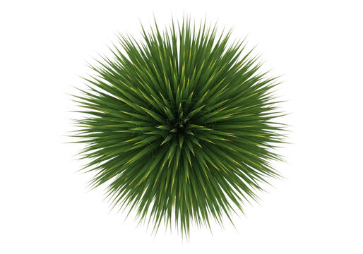 Top view of a spiky green plant isolated on transparent background