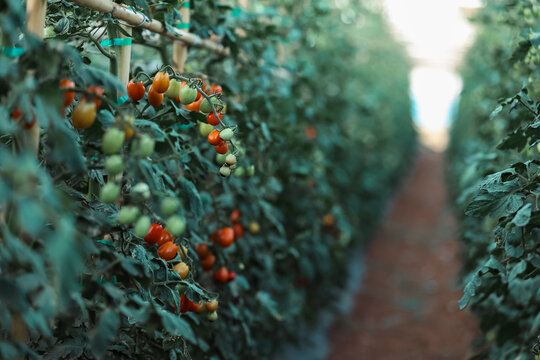 Rows of ripening cherry tomatoes growing on vines inside a greenhouse on a farm in Crete, Greece, with selective focus and shallow depth of field.