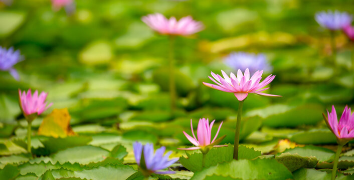 Lotus pond. Water lily close up. Sacred lotus flower in Buddhism. Calmness and tranquility. Spa treatments, yoga, meditation. Tropical nature.