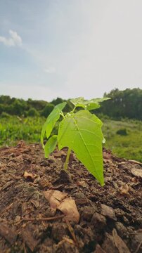 Vertical Low Angle View of a Young Papaya Seedling Growing under Bright Sunlight, Tropical Agriculture, Healthy Growth, Nature, and New Life