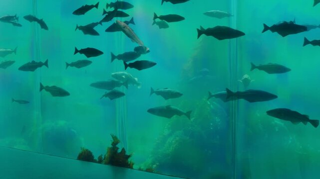 fish in the aquarium