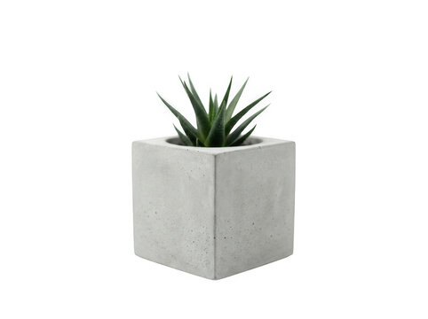 Small succulent plant in a modern concrete cube pot isolated on transparent background