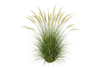 Obraz premium Ornamental green grass bush isolated on transparent background