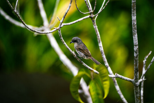 Oiseau