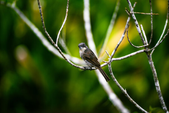 Oiseau