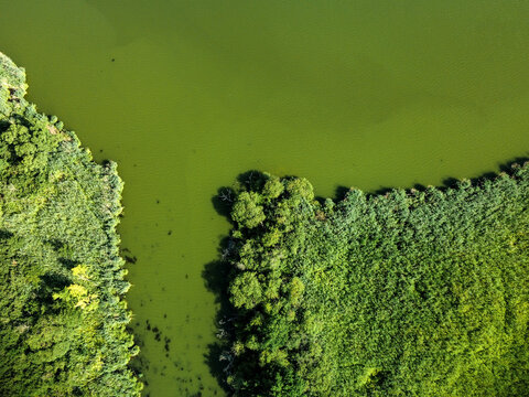 Aerial top down view of a green lake with algae bloom bordered by dense reed and trees.
