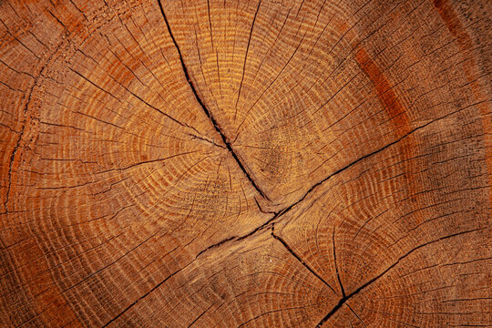 Close-up view of a cross-section of a tree trunk showcasing intricate growth rings and natural wood texture with visible cracks and patterns