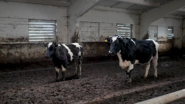 Two spotted black and white dairy cows stand side by side on muddy ground inside a rustic farm barn.