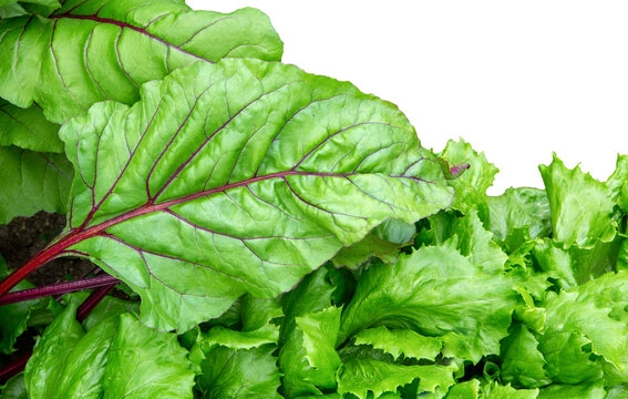 Beet leaf. Beetroot  leave and lettuce leaves.