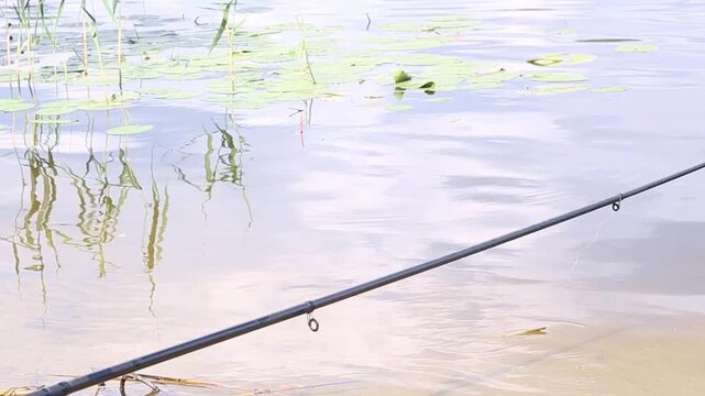 A black fishing rod rests motionless near calm pond water surrounded by green reeds and lily pads, remaining stationary on the shore in soft natural daylight throughout the scene.