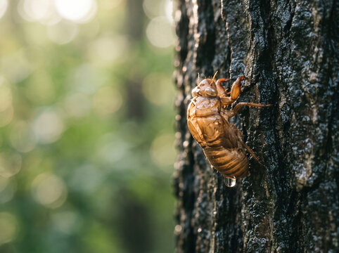 Cicada shell with water droplet on tree trunk close up
