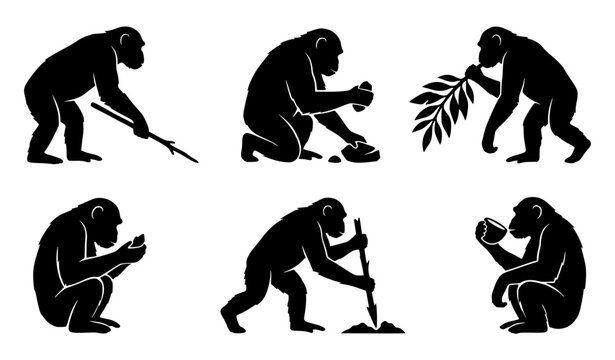 Chimpanzee Tool Use Silhouette Vector Set Featuring Primates Eating Using Sticks and Stones for Science and Wildlife Designs