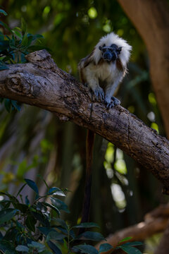 Beautiful Cotton-top tamarin (Saguinus oedipus) sitting on a tree branch looking around