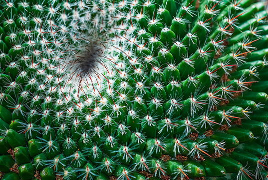 fractal pattern in nature. Cactus spikes in fibonacci spiral
