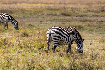 Obraz premium Arusha, Tanzania - 10 July 2026 - zebras in the Ngorongoro Crater