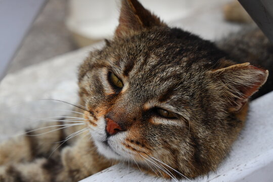 Portrait of cat resting on steet outdoors in summer