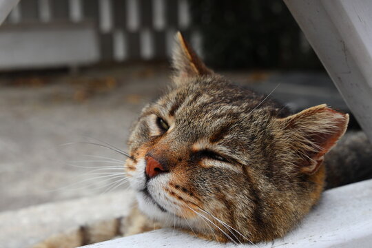 Portrait of cat resting on steet outdoors in summer