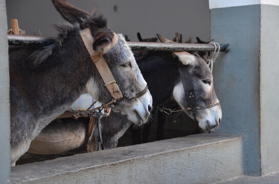 portrait of a donkey