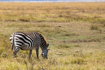 Obraz premium Arusha, Tanzania - 10 July 2026 - zebras in the Ngorongoro Crater
