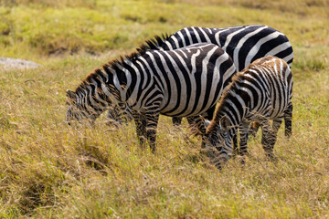 Obraz premium Arusha, Tanzania - 10 July 2026 - zebras in the Ngorongoro Crater