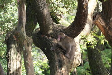 A wild Japanese macaque monkey resting in the branches of a mossy tree in a lush forest, Japan. ©  tifrot