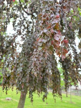 A close-up, medium-angle view of a Fagus sylvatica 'Black Swan' (weeping purple beech) tree, showcasing its cascading branches and deep burgundy-purple leaves in a park setting.