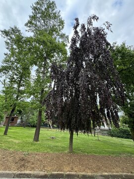A close-up, medium-angle view of a Fagus sylvatica 'Black Swan' (weeping purple beech) tree, showcasing its cascading branches and deep burgundy-purple leaves in a park setting.