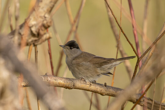 Eurasian Blackcap (Sylvia atricapilla) perched on a branch
