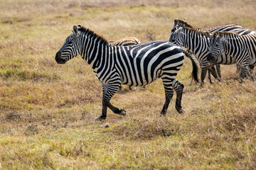 Obraz premium Arusha, Tanzania - 10 July 2026 - zebras in the Ngorongoro Crater