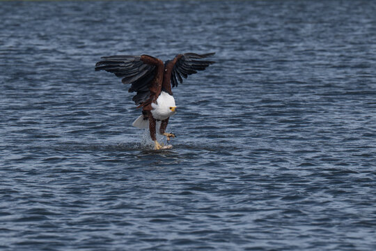 African fish eagle with a freshly caught tigerfish in its talons