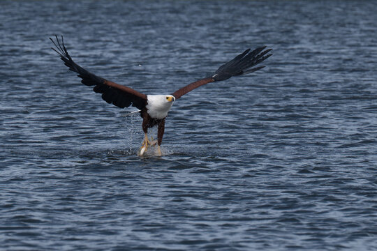 African fish eagle with a freshly caught tigerfish in its talons