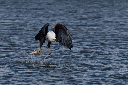 African fish eagle with a freshly caught tigerfish in its talons